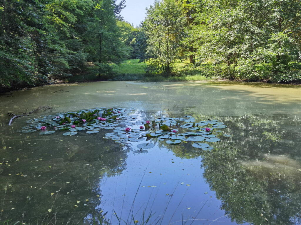 Das sind die Knöpfelsteiche Eisenach