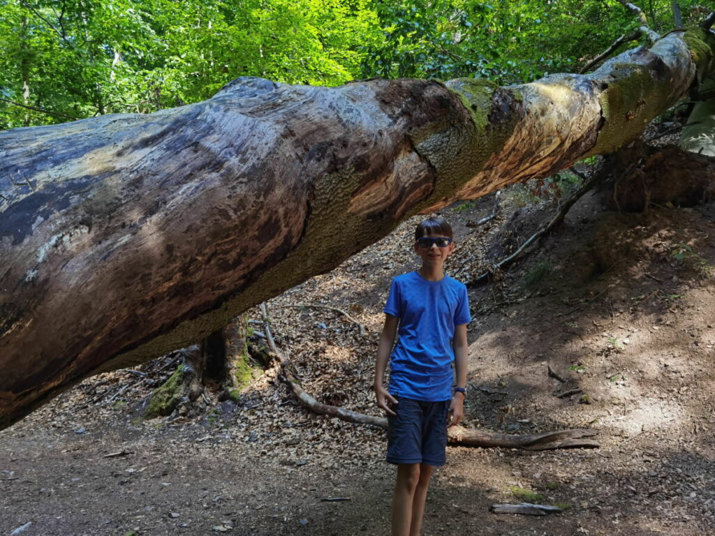 Wilde Natur im Naturdenkmal Landgrafenschlucht