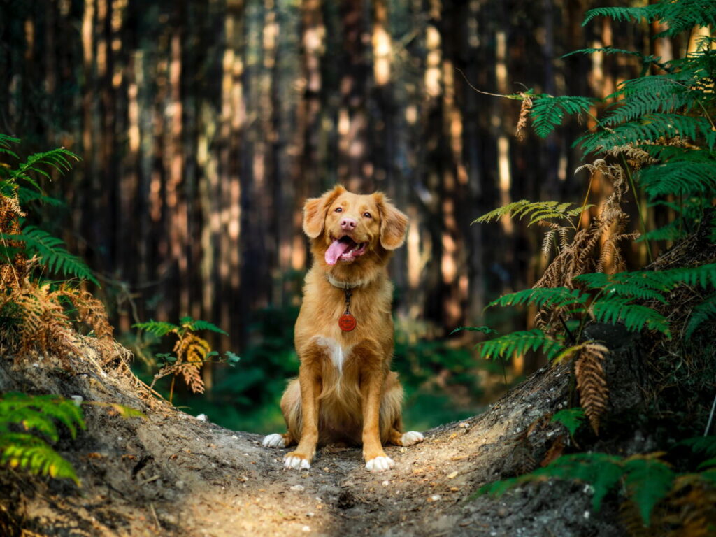 Drachenschlucht mit Hund, Foto: Jamie Street, Unsplash